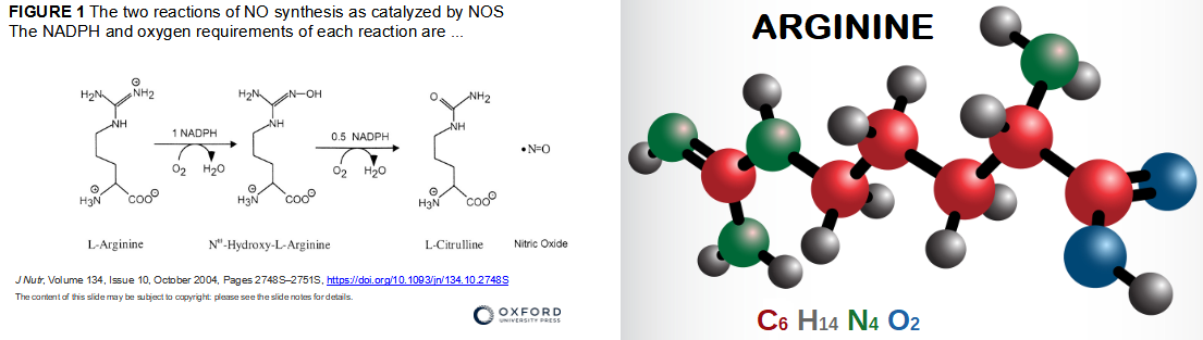 Diagram of L-Arginine conversion to NO
